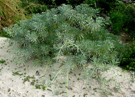 Sea-Lavender or Sea-Rosemary, TOURNEFORTIA GNAPHALODES