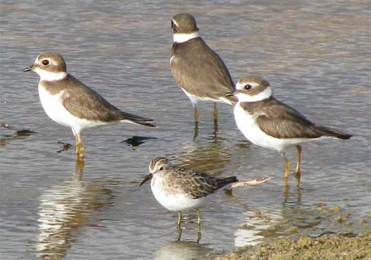 Semipalmated Plovers, CHARADRIUS SEMIPALMATUS, and probably a Semipalmated Sandpiper