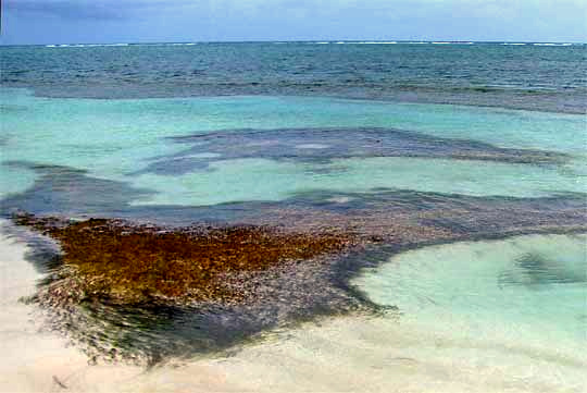 Manatee-grass, SYRINGODIUM FILIFORME just offshore