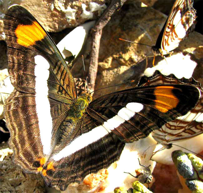 Massilia Sister, ADELPHA PARAENA MASSILIA