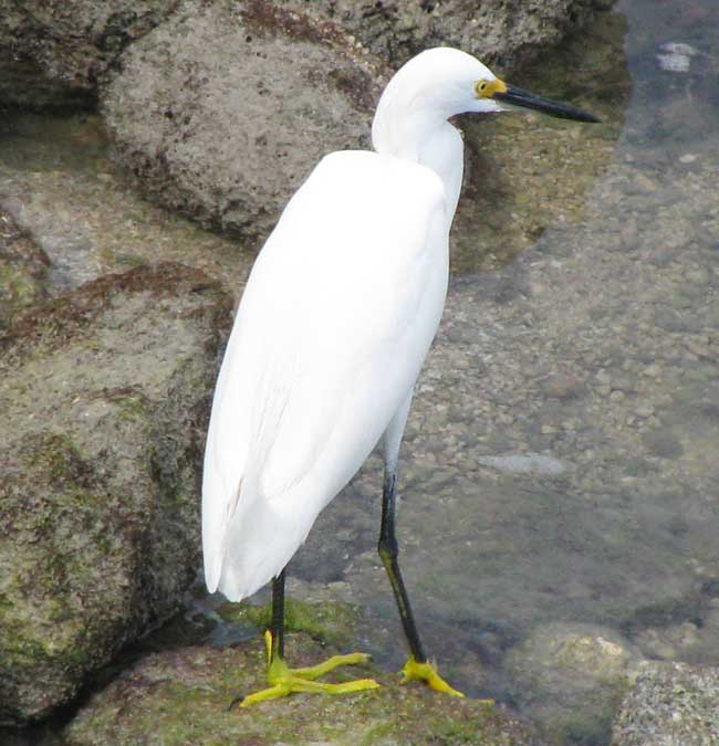 Snowy Egret, Egretta thula