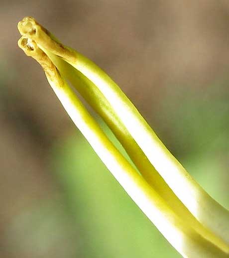 Solanum anther pores