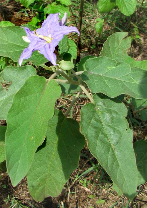 SOLANUM cf TRIDYNAMUM