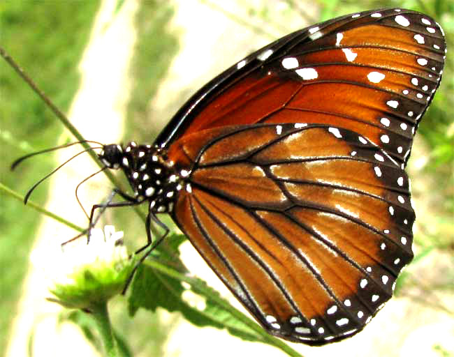 DANAUS ERESIMUS ssp. MONTEZUMA, Soldier Butterfly