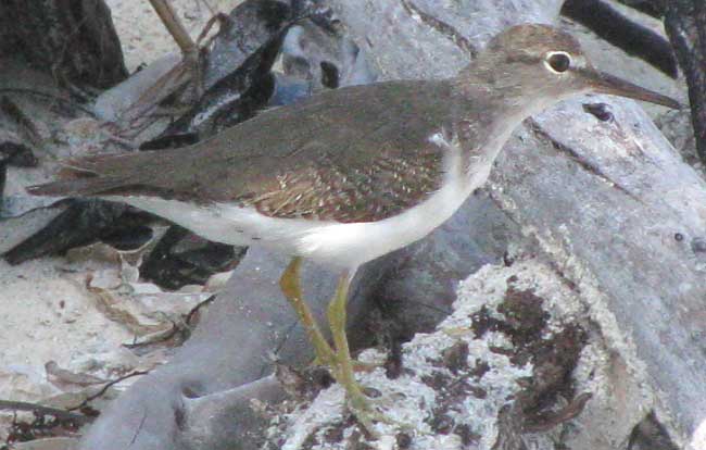 Spotted Sandpiper, ACTITIS MACULARIA