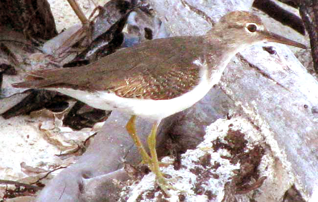 Spotted Sandpiper, ACTITIS MACULARIA