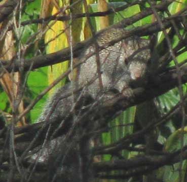 Yucatan Gray Squirrel, SCIURUS YUCATANENSIS