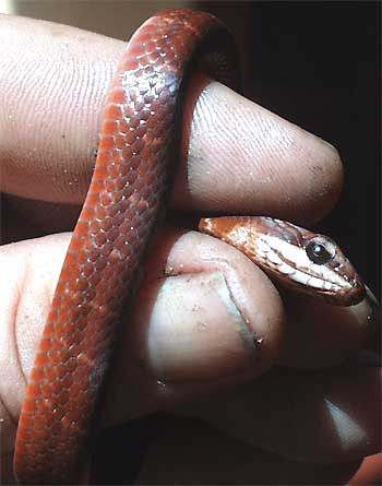 Neotropical Racer, MASTIGODRYAS MELANOLOMUS