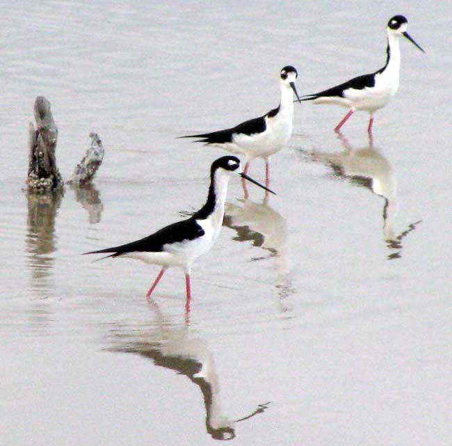 Black- necked Stilts, HIMANTOPUS MEXICANUS