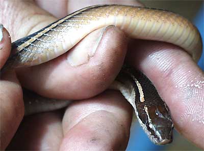 Schmidt's Striped Snake, Coniophanes schmidti