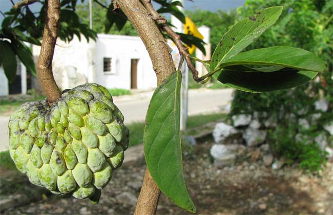 ANNONA SQUAMOSA, or Sweetsop or Sugar-Apple