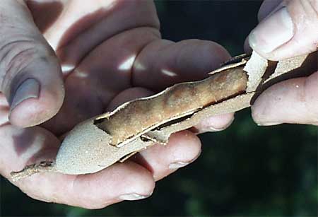 Tamarind fruit showing brittle shell