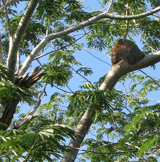 ARBOREAL TERMITE NEST