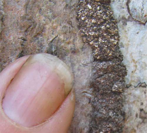 ARBOREAL TERMITE NEST TUNNEL CLOSE-UP