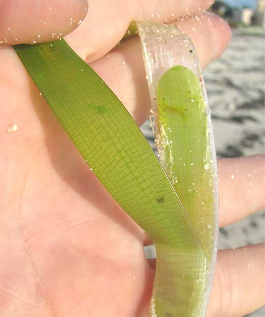 Turtle Grass, THALASSIA TESTUDINUM 