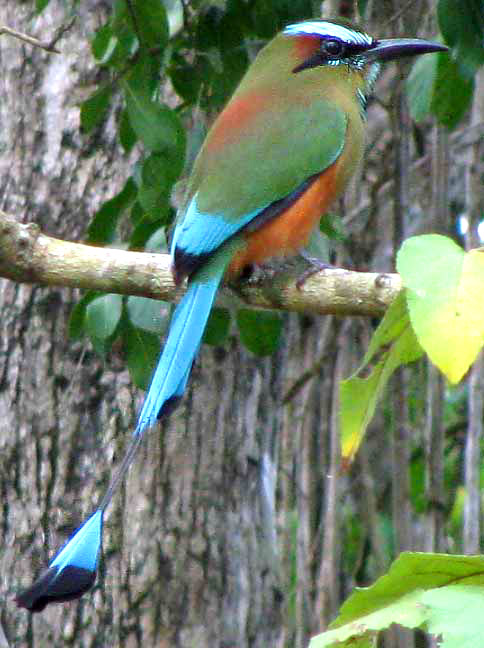 Turquoise-browed Motmot, EUMOMOTA SUPERCILIOSA