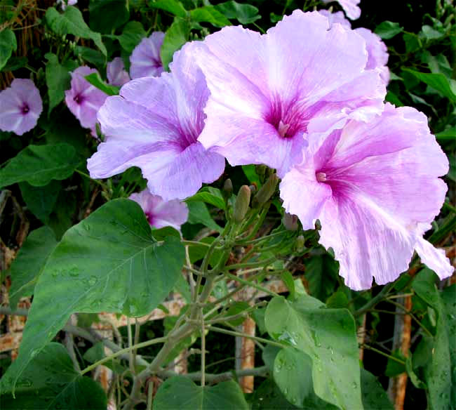 Morning-Glory Tree, IPOMOEA CARNEA