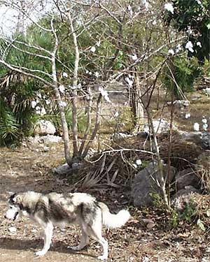 Tree Cotton, Gossypium