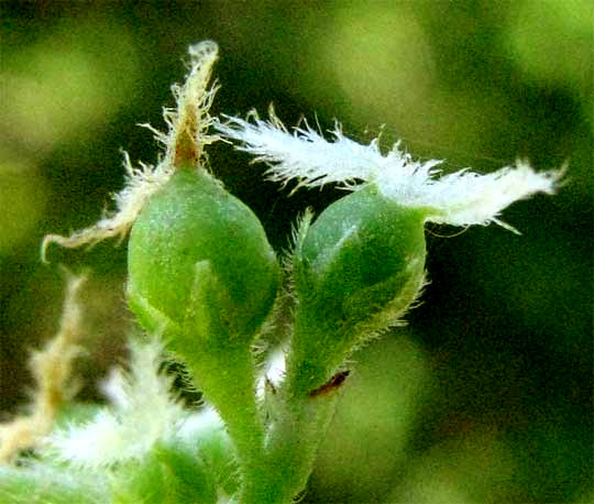 TREMA MICRANTHA female flowers