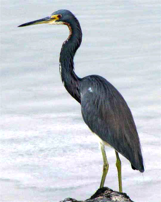 Tricolored Heron, EGRETTA TRICOLOR