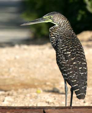 Bare-throated Tiger-Heron, Akumal