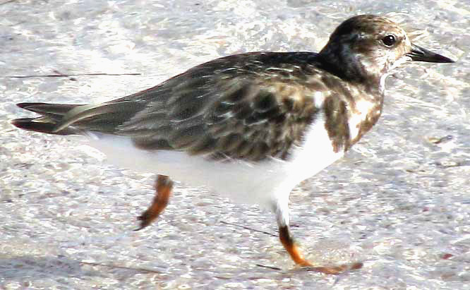 Ruddy Turnstone