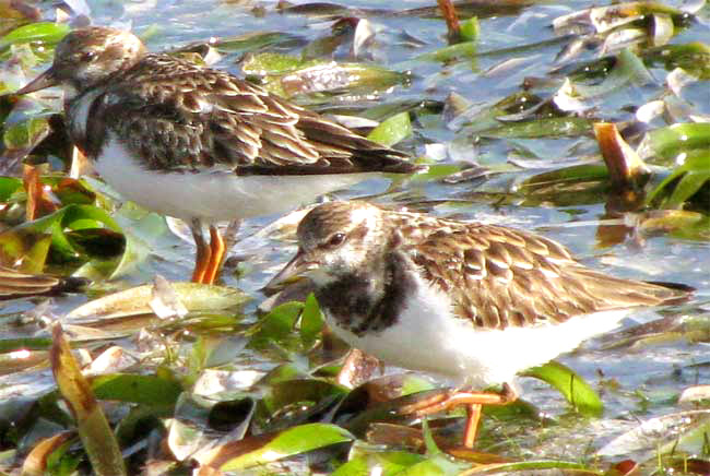 Ruddy Turnstone