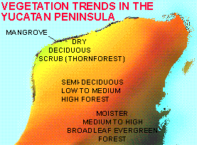 Vegetation trends in the Yucatan Peninsula