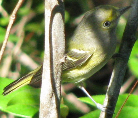 White-eyed Vireos, VIREO GRISEUS