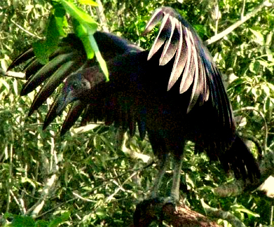 Black Vulture, Coragyps atratus, drying wings
