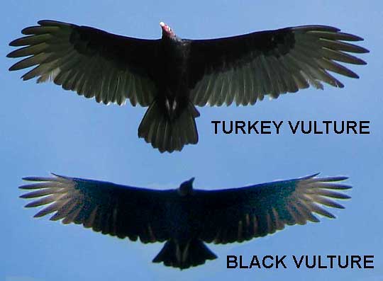 Turkey Vulture, Black Vulture comparison