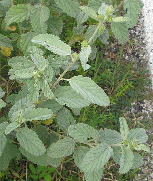  WALTHERIA INDICA