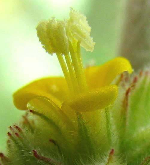  WALTHERIA INDICA flower