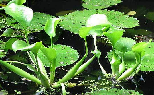 Water-Hyacinths, EICHHORNIA CRASSIPES