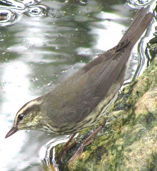 Northern Waterthrush