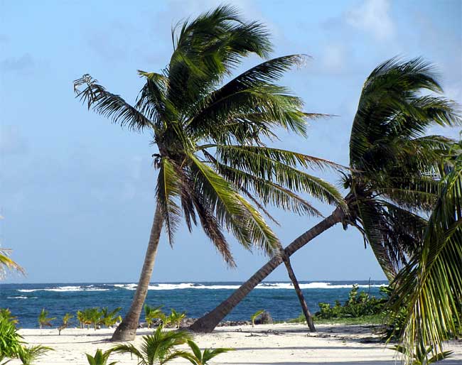 Waves breaking over coral reef