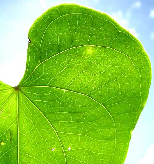 leaf of wild yam, genus Dioscorea