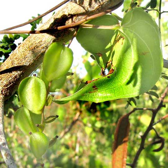 female flowers of wild yam, genus Dioscorea