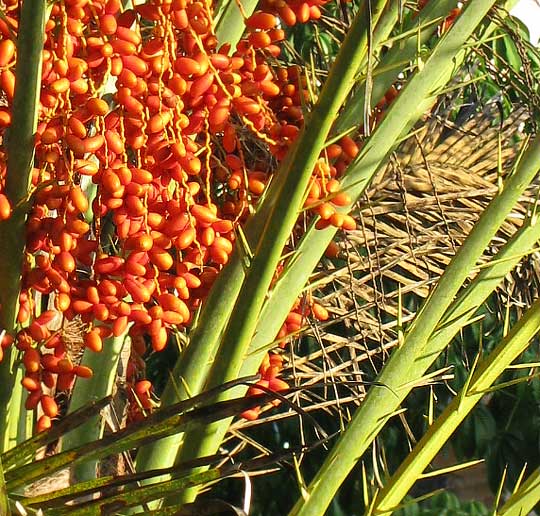 Wild Date, PHOENIX SYLVESTRIS, fruits