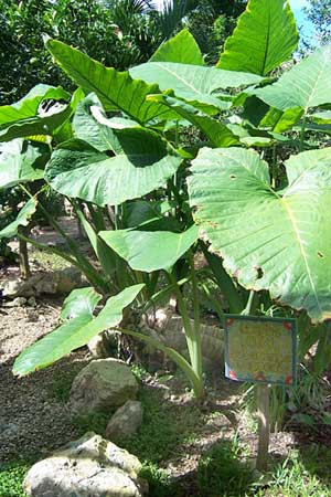 Arrowleaf Elephantear, Xanthosoma sagittifolium