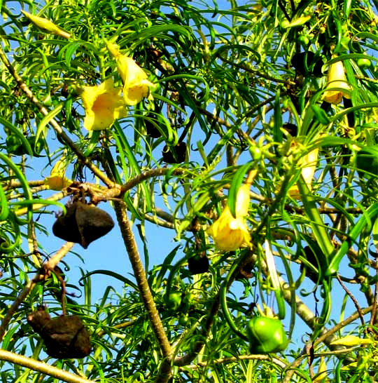 Yellow Oleander, THEVETIA PERUVIANA, flowers and fruits
