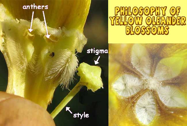 Yellow Oleander, THEVETIA PERUVIANA, flower structure, pollination strategy