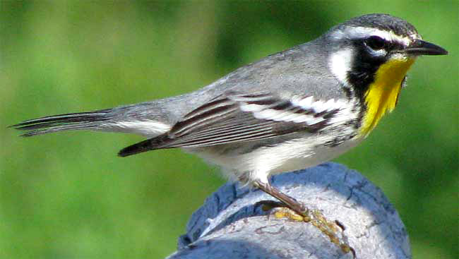 Yellow-throated Warbler