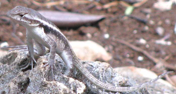 Yucatán Spiny Lizard, SCELOPORUS CHRYSOSTICTUS, young male