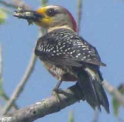 Yucatan Woodpecker