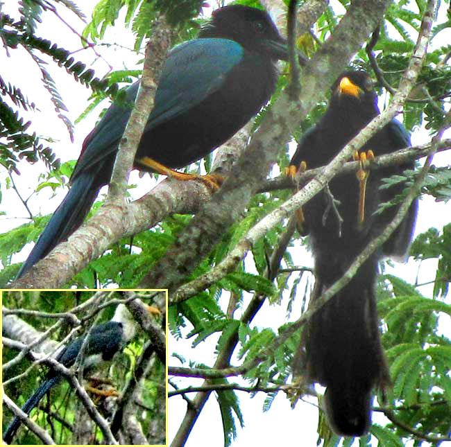 Yucatan Jays, CISSILOPHA YUCATANICUS