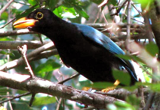  Yucatan Jays, CISSILOPHA YUCATANICUS