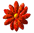 Zinnia, a composite "flower" composed of other flowers