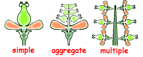 flower diagram distinguishing flowers producing aggregate, simple and multiple fruit