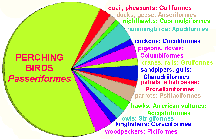 Bird Taxonomy Chart